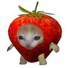 fresh_bar516