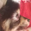 amenochihareta