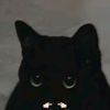 black.cat.2005