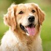 im_your_dog_9
