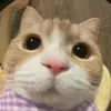 nana36544