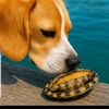 dontusejeeatlast