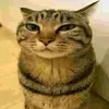 ggleborg
