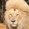 iqbalshah069