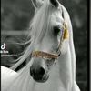 samera6751