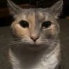 dabkitty102