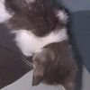 nissukarrq