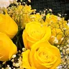 mariam11955
