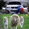 bmwingermani