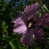 dayanna5147