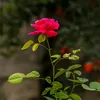 ...donghosaigiay