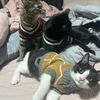 tinocat24