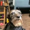 updawg434