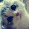 rizz.qt