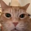 pollo_torcido