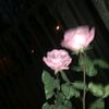 zaxxy_ra
