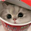 meow_z1lla