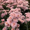 freshflower cirebon