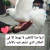 noha.tarek39