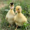 I Love Pets 🐥❤️