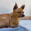 chihuahua.roxy3
