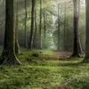 into.the.forest7
