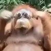 mandbulabraba
