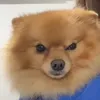 anajadescall