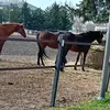 joan_sm_