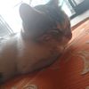 el_gato_10101m