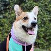 bosley.the.corgi