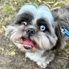 anselthetherapydog