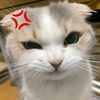 nidhidewan06