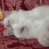 the_cheeseball1