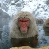 OSRevengance