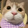 hongnhuoc66