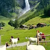switzerlanddestiny01