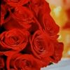 redrose61215