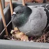 balconybabies