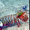 shrimpcult3