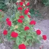 tien.vo.my