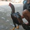 kk2koko