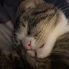 carina__511
