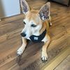 kobe_doggie