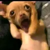 rencyyymadasf