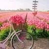 mansouri.mohamde