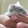 lulu.ratin