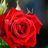 yolandafranco71