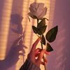 amal56644
