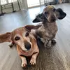 TopsailDachshunds